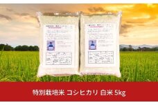 【先行予約】特別栽培米 コシヒカリ 白米 5kg 新潟県産 令和7年産 [佐藤農産有機センター]【010S444】