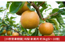新潟県オリジナル品種 新美月梨 約3kg(6～10個) 新潟県産 和梨 希少品種 三条市 令和7年産 [小野里果樹園]  【012S154】