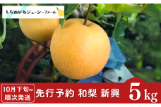 【2025年産先行予約】 和梨 新興 約5kg [10月下旬から発送予定] 新潟県 三条市産 梨 [しなのがわジューシーファーム]【015S135】