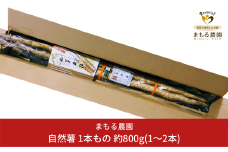 先行予約 自然薯 1本もの 約800g(1～2本) 山芋 とろろご飯に じねんじょ [まもる農園] 【010P125】