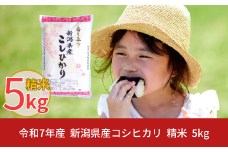 新米 先行予約 新潟県産 コシヒカリ 5kg こしひかり 令和7年産 米 [株式会社白熊]  【010S097】