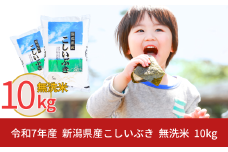 新米 先行予約 無洗米 新潟県産こしいぶき10kg 令和7年産 米 [株式会社白熊]【012S021】