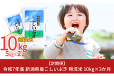新米 先行予約 [定期便10kg×3ヶ月] 無洗米 新潟県産こしいぶき 令和7年産 10kg 3か月（3ヵ月）連続でお届け [株式会社白熊]【034S004】