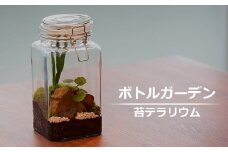 素心園のボトルガーデン（ガラスビンに入った苔テラリウム）[ZB156]