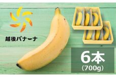 【雪国新潟産バナナ】6本（700g）濃厚な甘さともっちり食感！安心安全の越後バナーナ[ZC431]