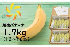 【雪国新潟産バナナ】1.7kg（12～16本）濃厚な甘さともっちり食感！安心安全の越後バナーナ[ZH628]