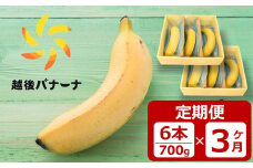 【定期便・雪国新潟産バナナ】6本（700g）×3回 濃厚な甘さともっちり食感！安心安全の越後バナーナ[ZK918]