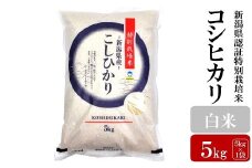 【令和6年産米】コシヒカリ 白米 5kg 新潟県認証特別栽培米 お米 新潟県産 アグリーホンマ[Y0362]