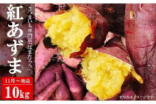 【先行予約・11月～発送】さつまいも 紅あずま 10kg 新潟県柏崎産 はまたろう【数量・期間限定】[ZF324]