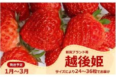 【先行予約・1月～発送】新潟のお姫様いちご♪越後姫（24～36粒）新潟県オリジナル品種[ZB618]