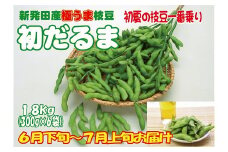 初夏を先取り極早生枝豆！ 初だるま  1.8kg 【 数量限定 極早生 枝豆 茶豆 新潟産 ビール つまみ  初だるま 1.8kg C20_01  】