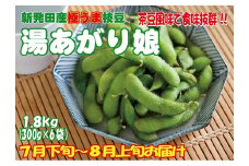根強い人気の枝豆！ 湯あがり娘 1.8kg【 先行予約 予約 茶豆 枝豆 新潟産 湯あがり娘 1.8kg 数量限定 C15_01 】