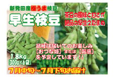 早生枝豆 1.8kg【 数量限定 早生 枝豆 新潟県 おつな姫 陽惠 先行予約 1.8kg C22_01 】
