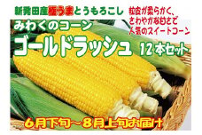 朝採れ新鮮！ とうもろこし 12本【 新潟県 新発田市 とうもろこし セット 先行予約 朝採れ 12本 スイートコーン ゴールドラッシュ 数量限定 C52_01 】