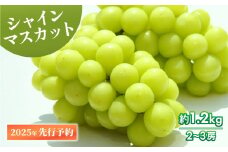 【2025年発送 先行予約】 シャインマスカット  約1.2kg 2～3房 【  数量限定 シャインマスカット シャイン マスカット 果物 くだもの フルーツ 葡萄 ブドウ ぶどう 髙橋農園 新潟県 新発田市 C06_01 】