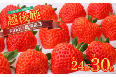いちご 越後姫 3L～2L 24粒 30粒 採れたて 苺 イチゴ 新潟県 新発田市 えちごひめ 朝どれ 大きい 甘い 生産者直送 農家 直送 数量限定 季節限定 期間限定 C11_02