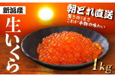 【朝どれ直送】 生イクラ 1kg 令和7年産 いくら 鮭 生いくら 海鮮 鮮度 新鮮 鮮魚 朝どれ とれたて 国産 新潟 お正月 おせち 年末 年始 贈答 J40_02