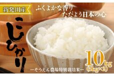 令和6年産 新潟県産 そうえん米コシヒカリ 5kg×2袋 【  新潟県 新潟産 新潟米 新発田産 新発田 お米 米 玄米 コシヒカリ とんとん市場 せいだ そうえん米 5kg 2袋 10kg 数量限定 D09_02 】