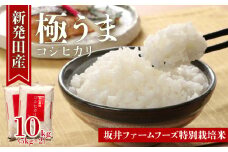 令和6年産 新潟県産 坂井ファーム 特別栽培米コシヒカリ 10kg (5kg×2袋)【 新潟 新発田 米 玄米 こしひかり 10kg 5kg D34_02 】