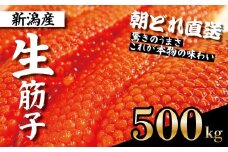 令和6年産 生筋子 500g【 いくら 鮭 生いくら 海鮮 鮮魚 朝どれ 朝採れ とれたて 国産 新潟県産 お正月 おせち 年末 年始 贈答 予約 いくら はらこ 筋子 魚水島】