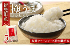 令和6年産 新潟県産 坂井ファーム 特別栽培米コシヒカリ 5kg【 新潟 新発田 米 玄米 こしひかり 5kg D83_01 】