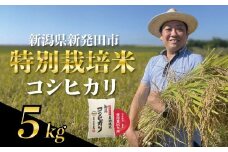 令和6年産 コシヒカリ 特別栽培米 5kg すぐ 米 こめ ご飯 ごはん おいしい 新潟 新潟県 米 新発田産 新潟産 朝食 昼食 夕飯 炊きたて 精米 watasho004_2