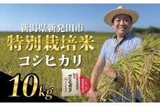 令和6年産 コシヒカリ 特別栽培米 10kg 5kg×2袋 すぐ 米 こめ ご飯 ごはん おいしい 新潟 新潟県 米 新発田産 新潟産 朝食 昼食 夕飯 炊きたて 精米 watasho005_2