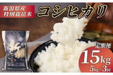 R7年産先行予約 新米 定期便 15kg 5kg×3回 特別栽培米 コシヒカリ コンテスト 入賞米 米 おこめ お米 ブランド米 ご飯 ごはん オニギリ お弁当 玄米 対応可 kome 新米 5kg 送料無料 数量限定 農家直送 産地直送 国産 川瀬農園 新潟 新発田 kawase1002