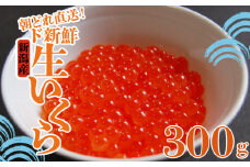 令和6年産 生イクラ 300g いくら 鮭 生いくら 海鮮 鮮魚 朝どれ 朝採れ とれたて 国産 新潟県産 お正月 おせち 年末 年始 贈答