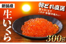 【朝どれ直送】 生イクラ 300g 令和7年産 いくら 鮭 生いくら 海鮮 鮮度 新鮮 鮮魚 朝どれ とれたて 国産 新潟 お正月 おせち 年末 年始 贈答