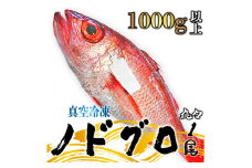 ノドグロ  約1000g以上 1尾 1kg 新潟 日本海産 高級魚 新発田 アカムツ 新鮮 真空 急速冷凍 冷凍 魚介類 推し 日本海 新潟産 国産