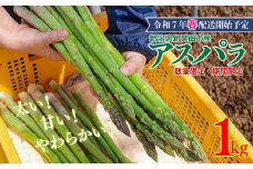 先行予約 アスパラガス  1kg （ 約 40本 ） グリーンアスパラガス 野菜 旬 旬の野菜 期間限定 数量限定 【 新潟県 新発田 産 のぞみふぁーむ アスパラガス 農福連携 先行予約 1kg 甘い 太い 柔らかい 特産品 nozofarm001 】