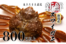 ズワイガニ 約800g以上 1杯 カニ かに 蟹 活ズワイガニ 日本食 正月 贈答 しゃぶしゃぶ 鍋 新鮮 鮮度 魚介類 日本海 新潟産 新潟 新発田 国産 日本海産