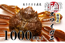 ズワイガニ 約1000g以上 1杯 カニ かに 蟹 活ズワイガニ 日本食 正月 贈答 しゃぶしゃぶ 鍋 新鮮 鮮度 魚介類 日本海 新潟産 新潟 新発田 国産 日本海産 uomizushima008