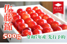 【先行予約】さくらんぼ 佐藤錦 500g Lサイズ 令和7年産 数量限定 【 新潟県 新発田市 佐藤錦 500g さくらんぼ 先行予約 】