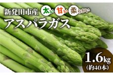 先行予約 アスパラガス 1.6kg 令和7年産 アスパラ 甘い 太い 柔らかい 特産品 野菜 春野菜 夏野菜 JA北新潟 新潟県 新発田産 新発田市 C01_01