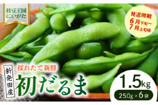 初夏を先取り極早生枝豆！ 初だるま  1.5kg 【 数量限定 極早生 枝豆 茶豆 新潟産 ビール つまみ  初だるま 1.5kg 株式会社せいだ 新潟県 新発田市 seida017  】