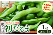 初夏を先取り極早生枝豆！ 初だるま  1kg 【 数量限定 極早生 枝豆 茶豆 新潟産 ビール つまみ  初だるま 1kg 株式会社せいだ 新潟県 新発田市 seida016  】