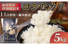 【11月中旬配送】R7年産先行予約 新米 コシヒカリ 5kg 特別栽培米 コンテスト 入賞米 米 おこめ お米 ブランド米 ご飯 ごはん オニギリ お弁当 玄米 対応可 kome 送料無料 数量限定 農家直送 産地直送 国産 四代目 悠助 新潟 新発田 D71_03