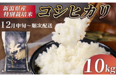 【12月中旬 順次配送】R7年産先行予約 新米 コシヒカリ 10kg 5kg 2袋 特別栽培米  先行予約 コンテスト 入賞米 米 おこめ  お米 ブランド米 ご飯 ごはん オニギリ お弁当 玄米 対応可 kome ※ 送料無料 数量限定 農家直送 産地直送 国産四代目 悠助 新潟 新発田 kawase001_04