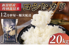 【12月中旬 順次配送】R7年産先行予約 新米 コシヒカリ 20kg 5kg 4袋 特別栽培米 先行予約 コンテスト 入賞米 米 おこめ お米 ブランド米 ご飯 ごはん オニギリ お弁当 玄米 対応可 kome 送料無料 数量限定 農家直送 産地直送 国産四代目 悠助 新潟 新発田 kawase002_04