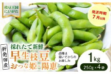 早生枝豆 1kg【 数量限定 早生 枝豆 おつな姫 陽惠 新潟県 先行予約 1kg 株式会社せいだ 新潟県 新発田市 株式会社せいだ 新潟県 新発田市 seida018 】