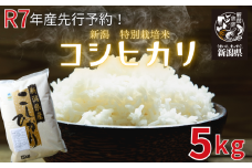 【令和7年先行予約】特別栽培米コシヒカリ 5kg ｜ 先行予約 令和7年産 特栽米 コシヒカリ 精米 白米 ご飯 おにぎり 弁当 新潟県産コシヒカリ 新発田産 新潟コシヒカリ 米 お米 こめ 特別栽培米 減減 新米 豊浦ニューカントリー 新潟県 新発田市 tnc001
