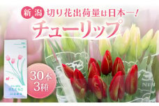 先行予約 チューリップ 30本 色お任せ 3品種 花 お花 はな ちゅーりっぷ 春 インテリア 自宅用 JA北新潟 （北越後）新潟 新発田 JA004