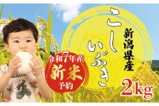 【先行予約】 令和7年産 こしいぶき 2kg 新米 白米 米 コシヒカリ こしひかり 遺伝子受け継ぐ こめ ごはん おにぎり お弁当 農家直送 産地直送 ふるさと納税 姉﨑農園 新潟産 新潟県 新発田市 anezaki008