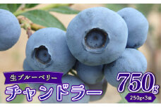 生ブルーベリー チャンドラー 750g ブルーベリー 直送 新鮮 朝食 ヨーグルト 冷蔵 フルーツ 果物 くだもの とれたて kanda001