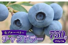 生ブルーベリー チャンドラー 750g ブルーベリー 直送 新鮮 朝食 ヨーグルト 冷蔵 フルーツ 果物 くだもの とれたて kanda001