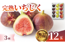 先行予約 いちじく 無花果 12玉 秀品 3種 日本いちじく 黒いちじく 数量限定 旬 果物 くだもの 人気 フルーツ 秋 ジャム お取り寄せ 農家直送 冷蔵 新潟県 新発田市 ほんのり農園 honnori001