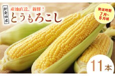 とうもろこし 11本 新潟県 新発田市 とうもろこし セット 先行予約 朝採れ スイートコーン ゴールドラッシュ 数量限定 新潟 新発田 seida026