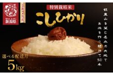 【2026年1月発送】 令和7年産 特別栽培米コシヒカリ 5kg 新米 先行予約 減農薬 特栽米 新潟県産コシヒカリ 新潟米 新発田産 新潟 米 させ農園 新潟県 新発田市 sase001_202601